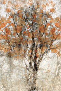 Arbre d