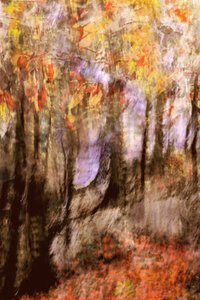 Une forêt automnale aux couleurs chatoyantes - Christina Sillen