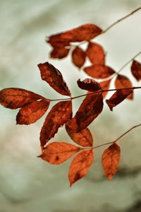 Feuilles d