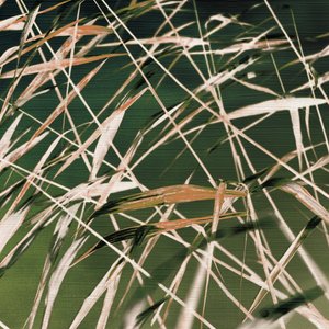 Résumé de « Whispering Reeds »