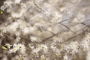 Fleurs blanches du printemps - Christina Sillen