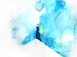 Élégant paon bleu - Christine Lindstrom