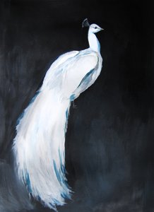 Élégant paon blanc - Christine Lindstrom