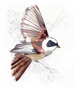 Oiseau aquarellé en plein vol - Christine Lindstrom