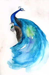 Le majestueux paon bleu - Christine Lindstrom