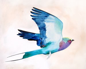 Oiseau aux couleurs vives en plein vol - Christine Lindstrom
