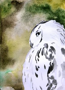 Aquarelle : Chouette des neiges - Christine Lindstrom