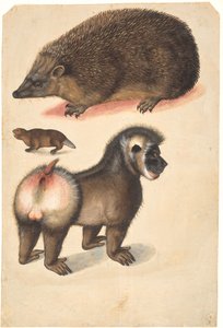 Un hérisson, un castor et un babouin mâle