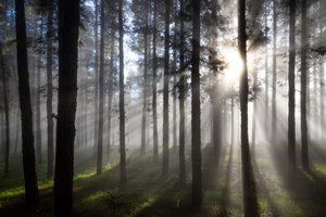 Rayons de soleil dans la forêt brumeuse - Christoph Schaarschmidt