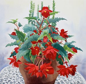 Bégonia