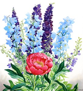 Delphiniums Bleus
