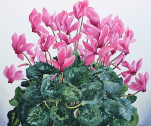 Portrait de cyclamen