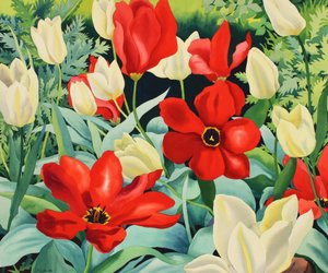 Tulipes précoces