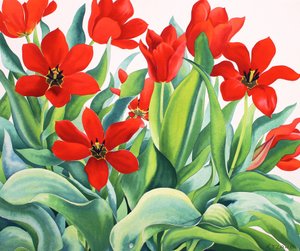 Madame Lefeber Tulipes