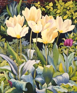 Tulipes pâles
