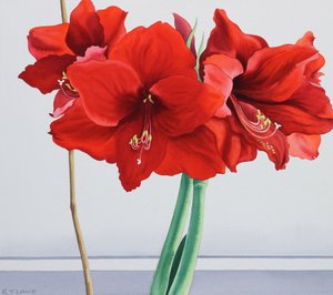 Amaryllis rouge
