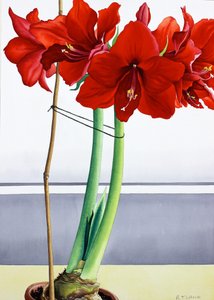 Amaryllis Rouge 2 - Christopher Ryland
