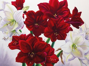 Amaryllis rouges et blanches, 2008