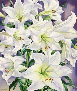 Lys blancs, 2008