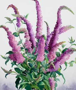 Buddleia sauvage