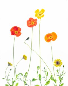 Coquelicots et marguerites joyeux - Chuanxu Ren