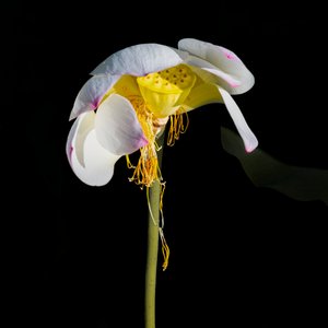  - Chuanxu Ren