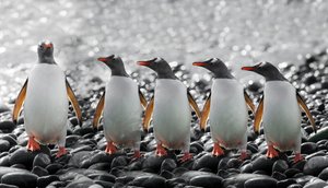 Cinq pingouins curieux - Chuanxu Ren