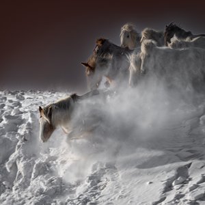 Chevaux des neiges au galop