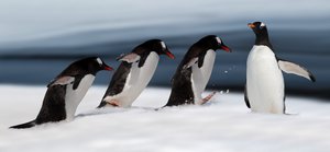 Le manchot de Gentoo en action - Chuanxu Ren