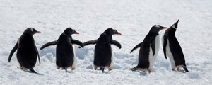 Des manchots en promenade dans la neige - Chuanxu Ren