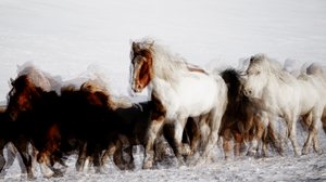 Chevaux sauvages en mouvement hivernal - Chuanxu Ren