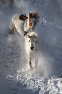 Chevaux sauvages en hiver