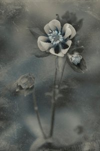  - Cicek Kiral