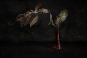  - Cicek Kiral