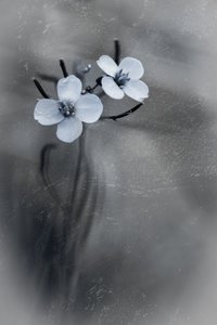  - Cicek Kiral