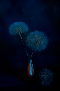  - Cicek Kiral