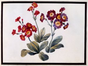 Auricula, vers 1690