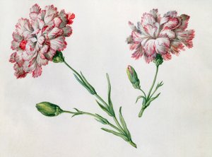 Œillets - Claude Aubriet