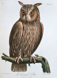 Le Grand Duc, Hibou grand-duc, 1799-1808
