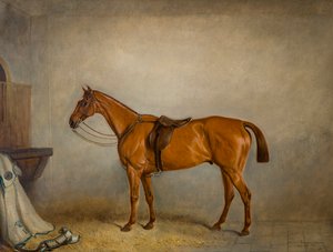 Le cheval Planet dans une écurie