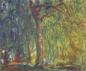 Saule pleureur