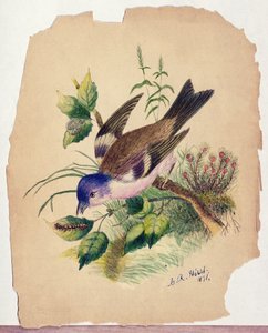 Oiseau bleu sur une branche - Claude Raguet Hirst