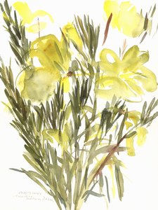 Onagres du Soir; 2004