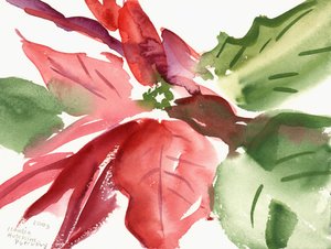 Poinsettia, 2003 (aquarelle)