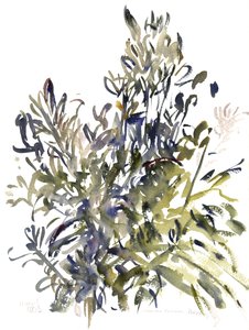 Senecio et autres plantes, 2003