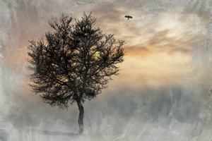 Lone Tree, un lieu spectaculaire - Codruta Georgescu