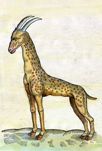 La girafe dans Historia Animalium de Conrad Gesner (1516 - 1565)