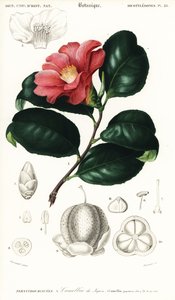Camélia japonais, Camellia japonica