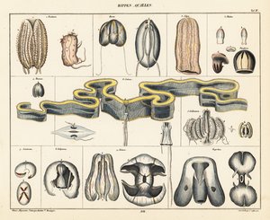 Anatomie des espèces de méduses