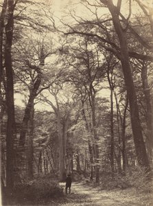 Scène de forêt, v. 1865 (photo)
